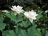 NELUMBO NUCIFERA ALBA GRANDIFLORA (SACRED LOTUS)