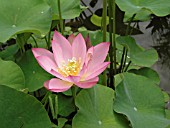 NELUMBO NUCIFERA WYOMING (SACRED LOTUS)