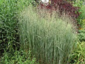 PANICUM VIRGATUM HEAVY METAL (SWITCH GRASS)