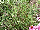 PANICUM VIRGATUM SHENANDOAH (SWITCH GRASS)