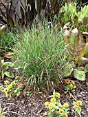 PANICUM VIRGATUM SHENANDOAH (SWITCH GRASS)