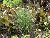 PANICUM VIRGATUM SHENANDOAH (SWITCH GRASS)