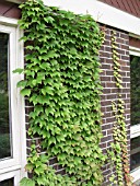 PARTHENOCISSUS TRICUSPIDATA FENWAY PARK (BOSTON IVY)