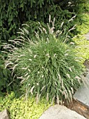 PENNISETUM ORIENTALE (ORIENTAL FOUNTAINGRASS)