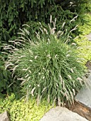 PENNISETUM ORIENTALE (ORIENTAL FOUNTAINGRASS)