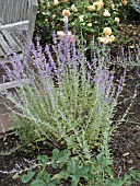 PEROVSKIA BLUE SPIRE (RUSSIAN SAGE)