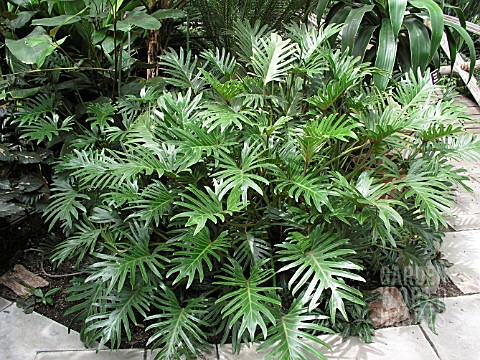 PHILODENDRON_XANADU