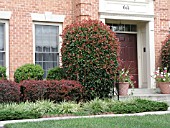 PHOTINIA FRASERI,  SHRUB IN FRONT OF HOUSE.