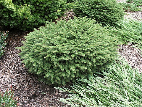 PICEA_ABIES_ELEGANS_NORWAY_SPRUCE