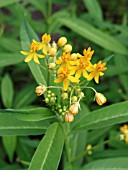 ASCLEPIAS CURASSAVICA SILKY GOLD