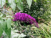 BUDDLEIA DAVIDII NANHO PURPLE (BUTTERFLY BUSH)