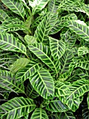 CALATHEA ZEBRINA BINOTII