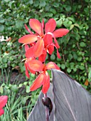 CANNA RED FUTURITY