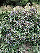 CERATOSTIGMA PLUMBAGINOIDES