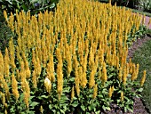 CELOSIA PLUMOSA CENTURY YELLOW