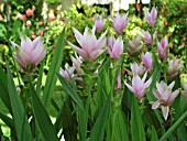 CUCURMA ALISMATIFOLIA (SIAM TULIP)