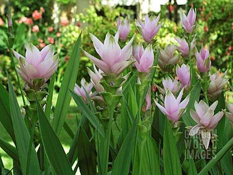 CUCURMA_ALISMATIFOLIA_SIAM_TULIP