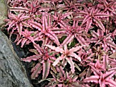 CRYPTANTHUS BIVITTATUS PINK STARLIGHT