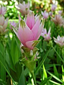 CUCURMA ALISMATIFOLIA (SIAM TULIP)