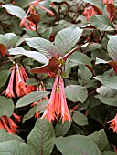 FUCHSIA GARTENMEISTER BONSTEDT