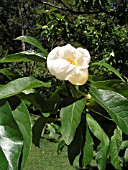 FRANKLINIA ALATAMAHA