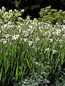 GLADIOLUS CALLIANTHUS (ACIDANTHERA BICOLOR MURIELIAE)