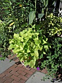 IPOMOEA MARGARITA (SWEET POTATO VINE)