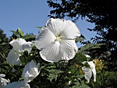 HIBISCUS MOSCHEUTOS BLUE RIVER II