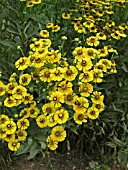 HELENIUM ZIMBELSTERN (SNEEZEWEED)