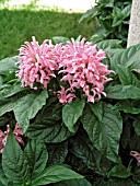 JUSTICIA CARNEA (JACOBINIA)