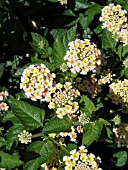 LANTANA PATRIOT HONEYLOVE