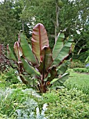 ENSETE VENTRICOSUM MAURELII