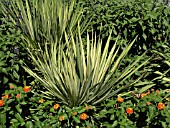 YUCCA FILAMENTOSA GOLDEN SWORD