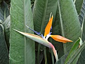 STRELITZIA REGINAE