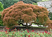 ACER PALMATUM DISSECTUM