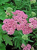 ACHILLEA MILLEFOLIUM HEIDI