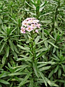 ACHILLEA SIBIRICA LOVE PARADE