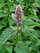 AGASTACHE FOENICULUM