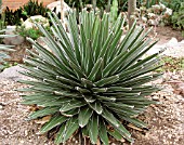 AGAVE VICTORIAE-REGINAE, (SYN. AGAVE FERDINANDI-REGIS)