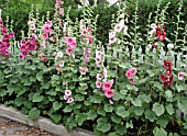 ALCEA ROSEA (HOLLYHOCKS)