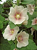 ALCEA ROSEA LIGHT PINK  (HOLLYHOCKS)