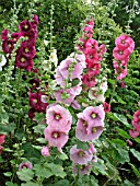 ALCEA ROSEA MIXED  (HOLLYHOCKS)