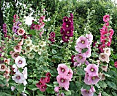 ALCEA ROSEA MIXED  (HOLLYHOCKS)