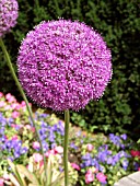 ALLIUM GLOBEMASTER