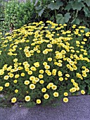 ANTHEMIS TINCTORIA KELWAYI (OX EYE CHAMOMILE)