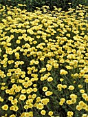 ANTHEMIS TINCTORIA KELWAYI (OX EYE CHAMOMILE)