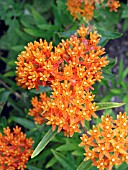 ASCLEPIAS TUBEROSA  (BUTTERFLY WEED)