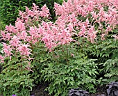 ASTILBE PEACH BLOSSOM