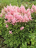 ASTILBE PEACH BLOSSOM