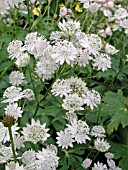 ASTRANTIA MAJOR ALBA